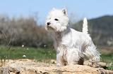 WESTIE 184